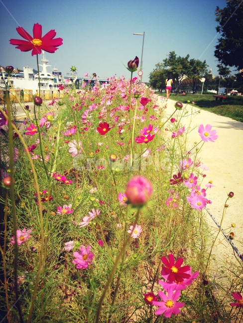 가을,한강,코스모스,런닝,서울,가을,계절,fall,autumn,season,식물,자연,plants,nature,꽃,flower,geranium,제라늄,blossom,plant