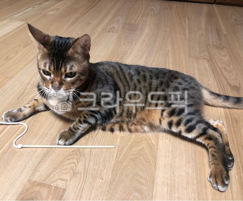 고양이,벵갈고양이,뱅갈고양이,bengalcat,cat,animal,pet,반려동물,애완동물,동물