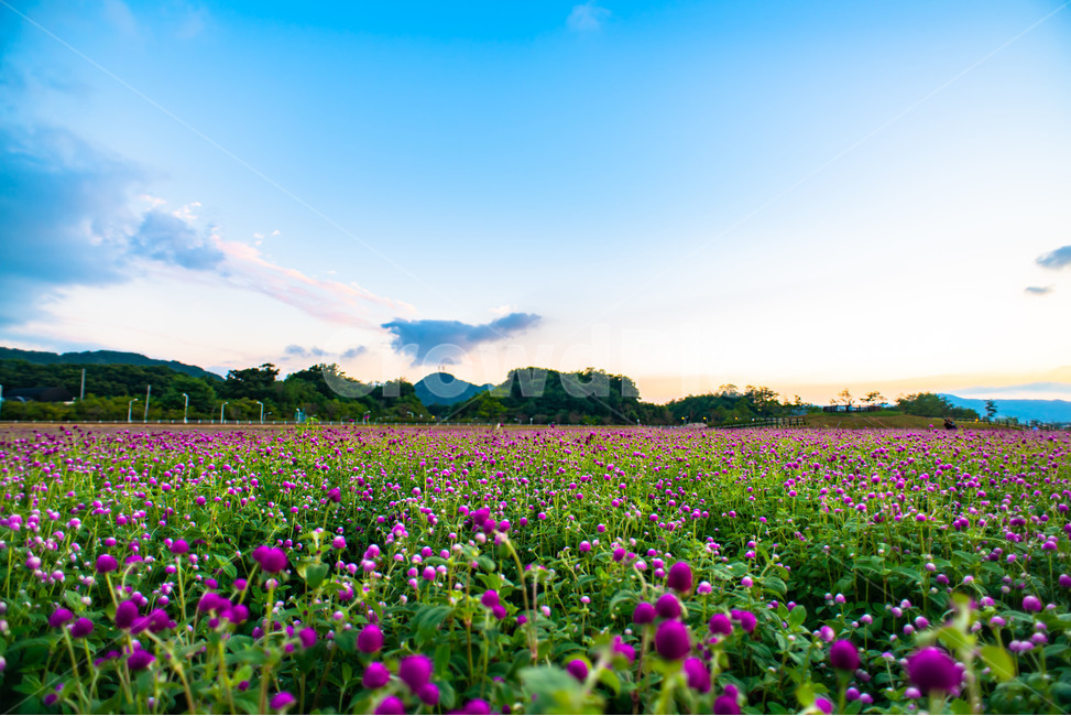 하늘,꽃,천일홍,자연,구름,자연,풍경,nature,landscape,꽃,flower,field,들,grassland,목초지,outdoors,옥외