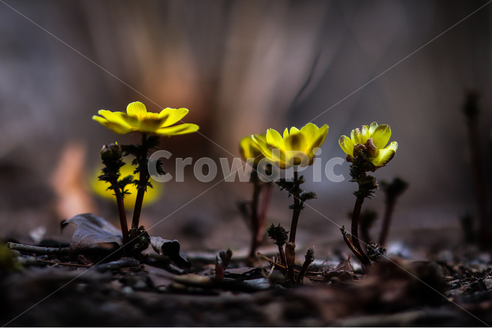 봄,산책,꽃,복수초,힐링,공원,수목원,노랑색,식물,자연,plants,nature,꽃,flower
