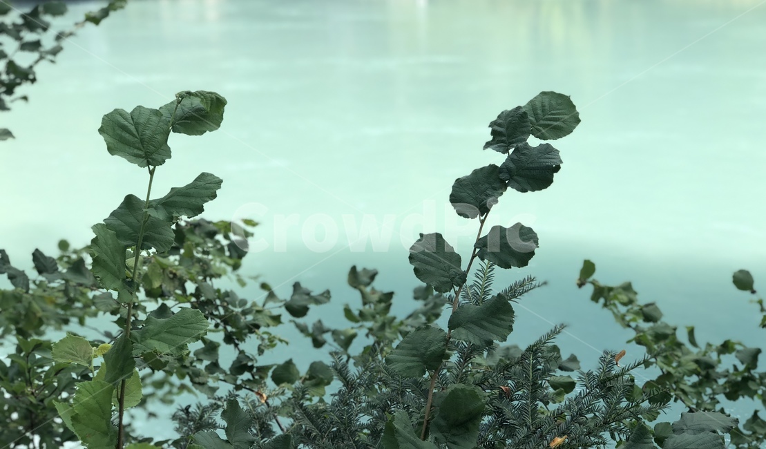 자연,힐링,잎,호수,그린,초록,식물,자연,plants,nature