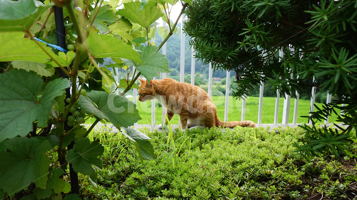 고양이,시골,여름,풀,나무,숲,동물,코숏,동물,animal,포유류,mammal,고양이,cat,kitten,kitty