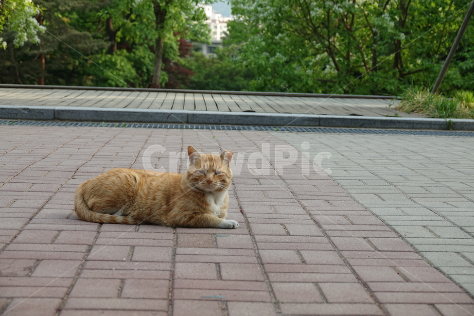 고양이,동물,서울여대,보도블록,응시