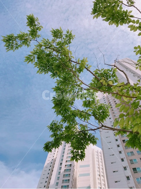 푸르던,맑음,생기,풍경,평온함,건축물,건물외관,exterior,building,structure,architecture,construction