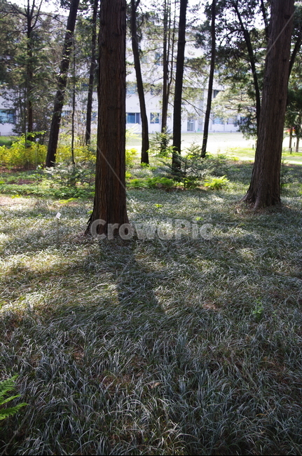 숲,나무,식물,plant,봄,spring,자연,풍경,nature,landscape,ground,바닥,tree,tree trunk,나무 줄기