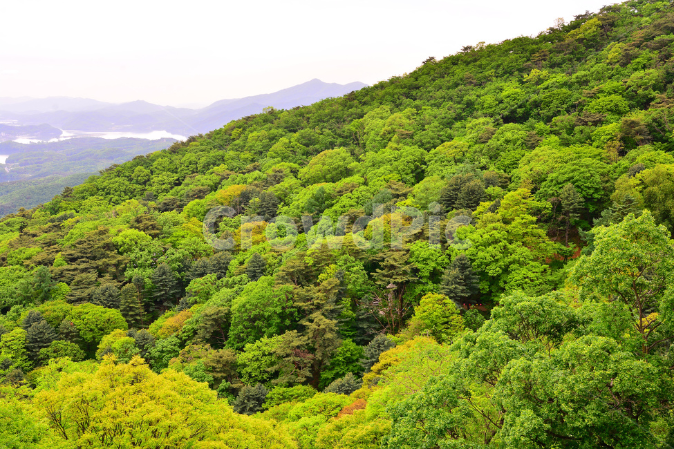 신록,야외,힐링,자연,natural,plant,forest,healing,green,season,spring,울창한,숲,나무,싱그러운,녹색,초록물결,그린,연녹색,색감,활엽수,5월,6월,시즌,계절,능선,산위에서,정상에서,경치,landscape,자연,풍경,nature,landscape,vegetation,초목,식물,tree,outdoors,옥외,land,땅,rainforest,열대 우림