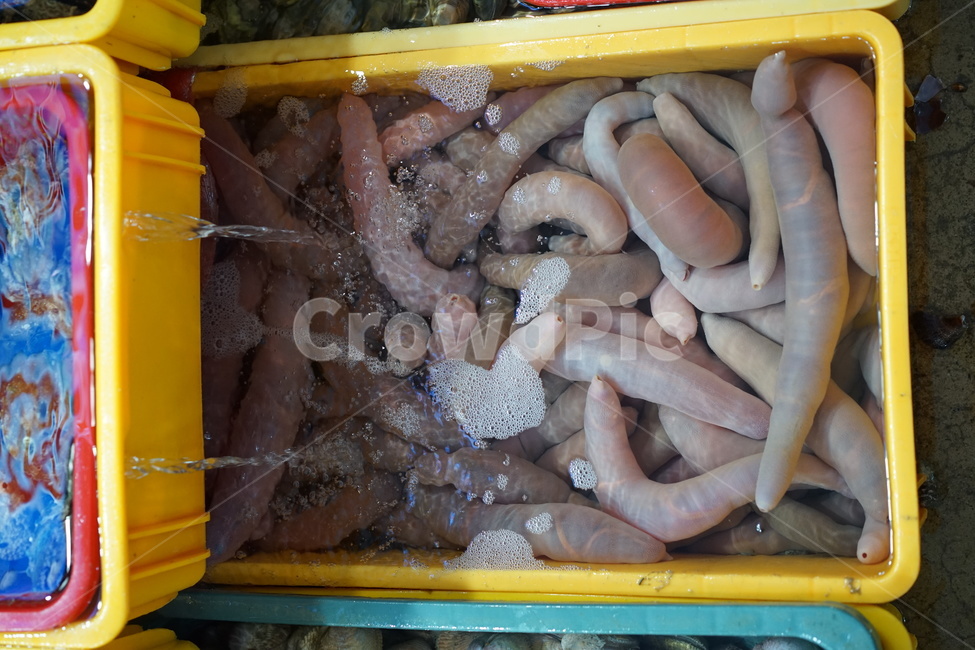 개불,해산물,수산시장,음식,한국음식,시장,마트,마켓,market,mart,market place,수산물,해산물,fishery products,seafood