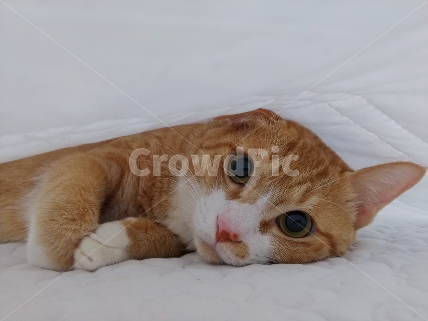 고양이,동물,반려묘,냥,냥이,집사,아기,애정