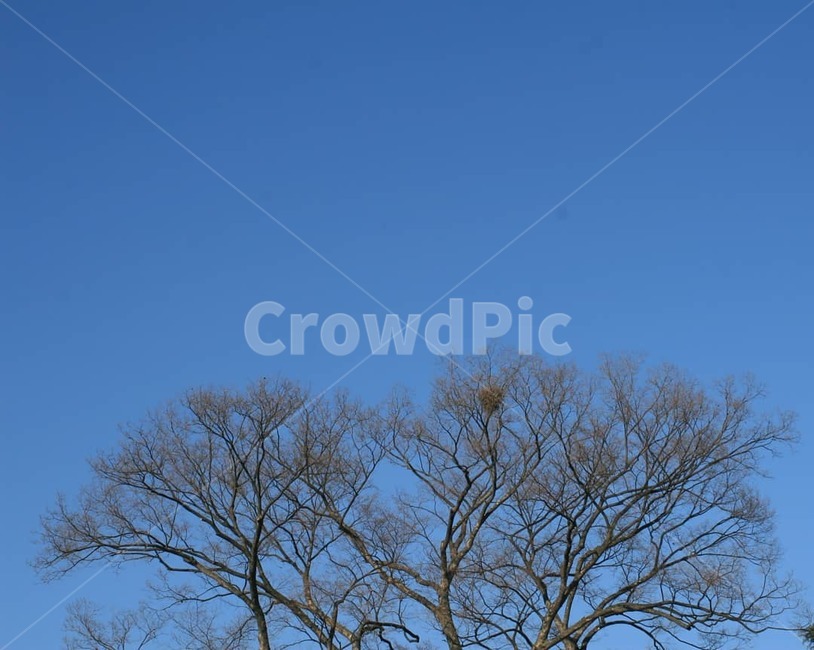nature,자연,outdoors,옥외,나무