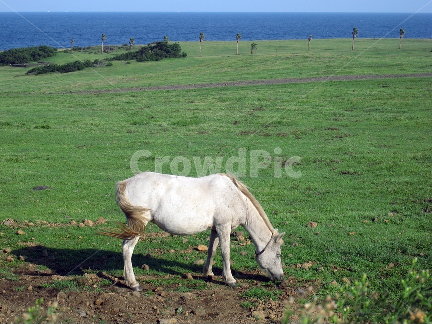 제주도,목장,바다,말,jejuisland,pasture,sea,blue,green,white,horse,파란색,녹색,흰색,하늘,sky,수평선,horizon,풍경,scenery,landscape,제주도,jeju,jeju island,동물,animal,포유류,mammal,field,들,nature,자연,outdoors,옥외,grassland,목초지,farm,농장,rural,농촌,meadow,grazing,방목,ranch