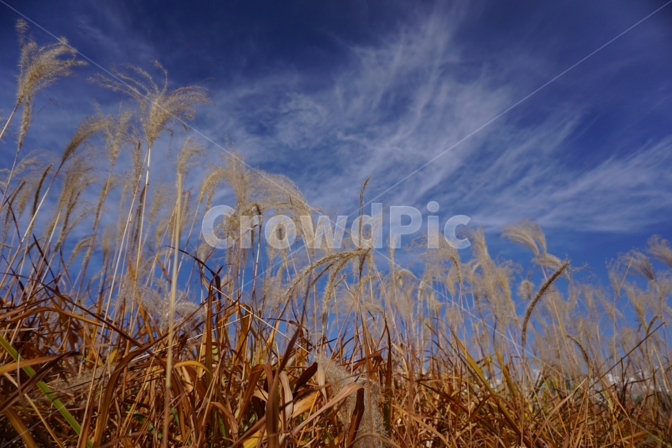 억새,갈대,가을,울산,울산스타그랭,가을,계절,fall,autumn,season,자연,풍경,nature,landscape,식물,plants,grass,잔디,plant