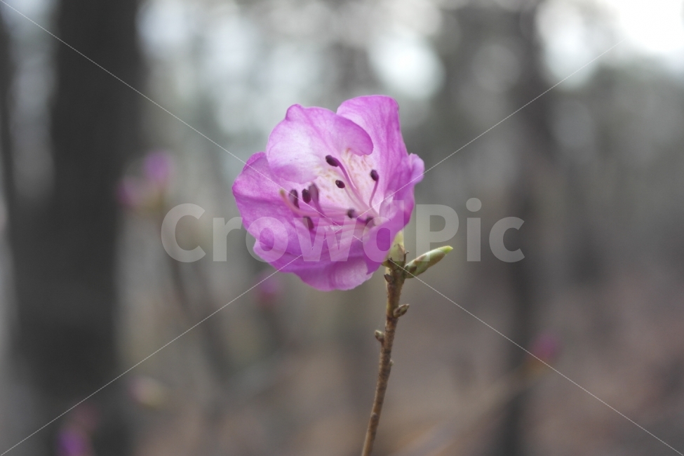 진달래,연산홍,꽃,Rhododendronmucronulatum계,식물,속씨식물,쌍떡잎식물,진달래목,순수,Flower,Plant,Nature,자연,플라워,핑크,Koreanrosebay,예쁜꽃,꽃한송이,홍보,광고디자인,식물도감,카탈로그,야생화,디자인,웹디자인,design,wepdesign,graphic,식물,자연,plants,nature,꽃,flower