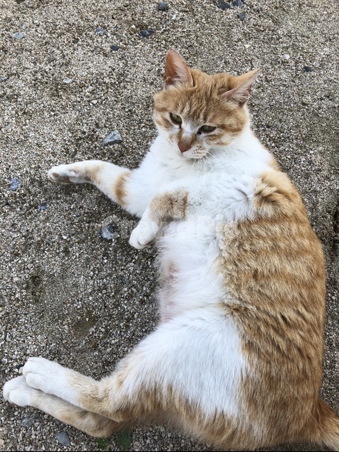 cat,고양이,동물,치즈냥,길고양이,길바닥