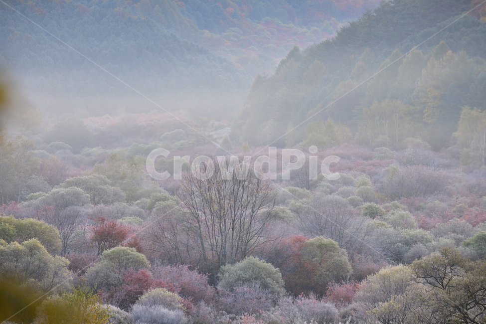 자연,풍경,가을,단풍,새벽,산,나무,가을,계절,fall,autumn,season,자연,풍경,nature,landscape,plant,식물