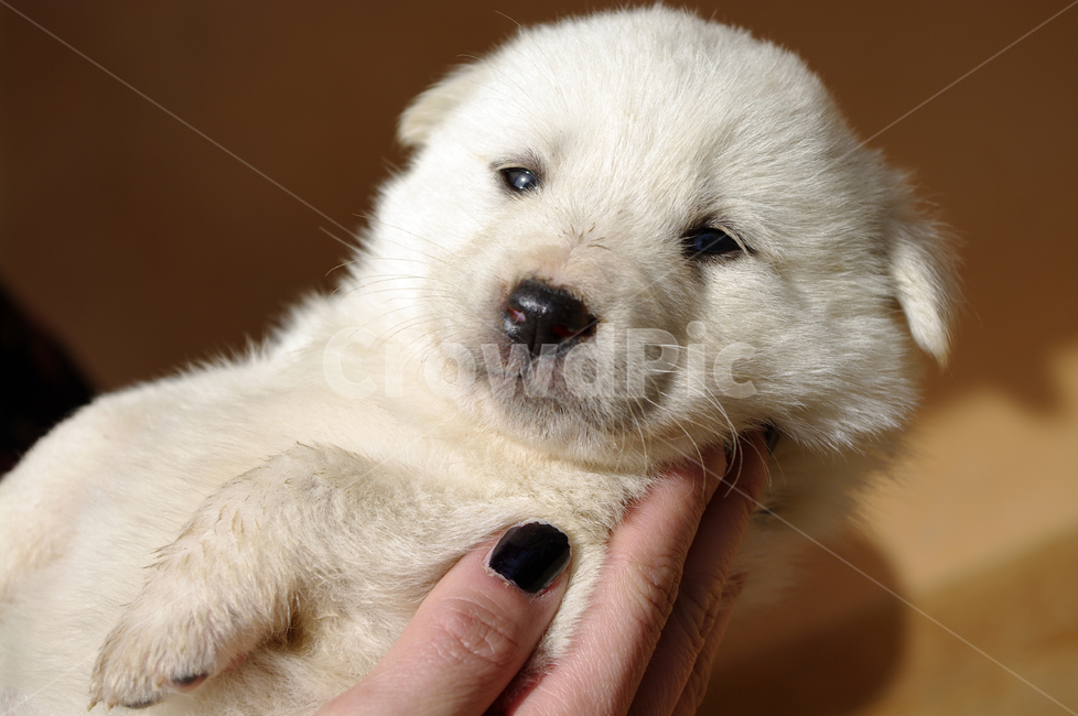 강아지,동물,애완견,반려견,개,animal,동물,animal,포유류,mammal,개,강아지,dog,doggy