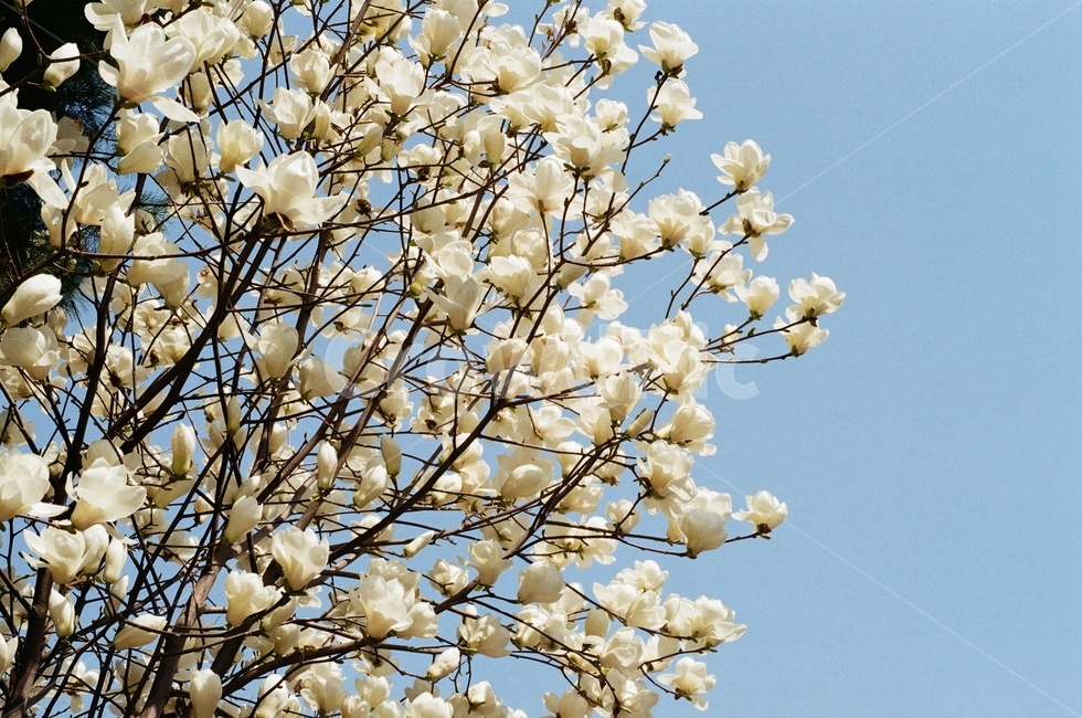 봄,꽃,목련,하늘,나무,식물,자연,plants,nature,꽃,flower,나무,trees,wood