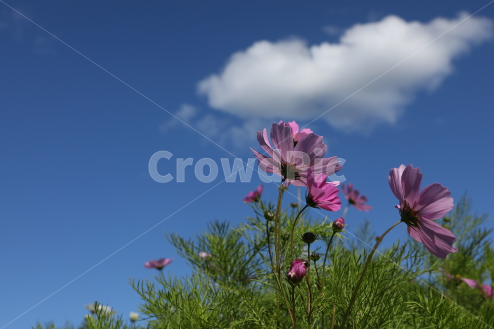 민들레,구름,코스모스,빨강,들판,가을,계절,fall,autumn,season,식물,자연,plants,nature,꽃,flower,plant