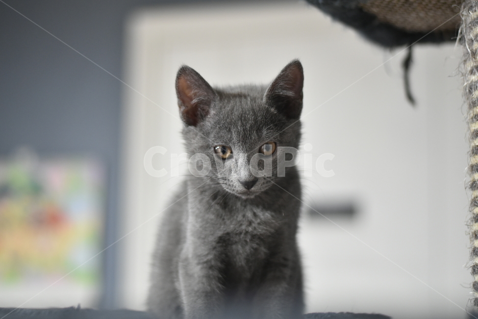 반려동물,고양이,러시안블루,애완동물,가족,동물,animal,포유류,mammal,고양이,cat,kitten,kitty