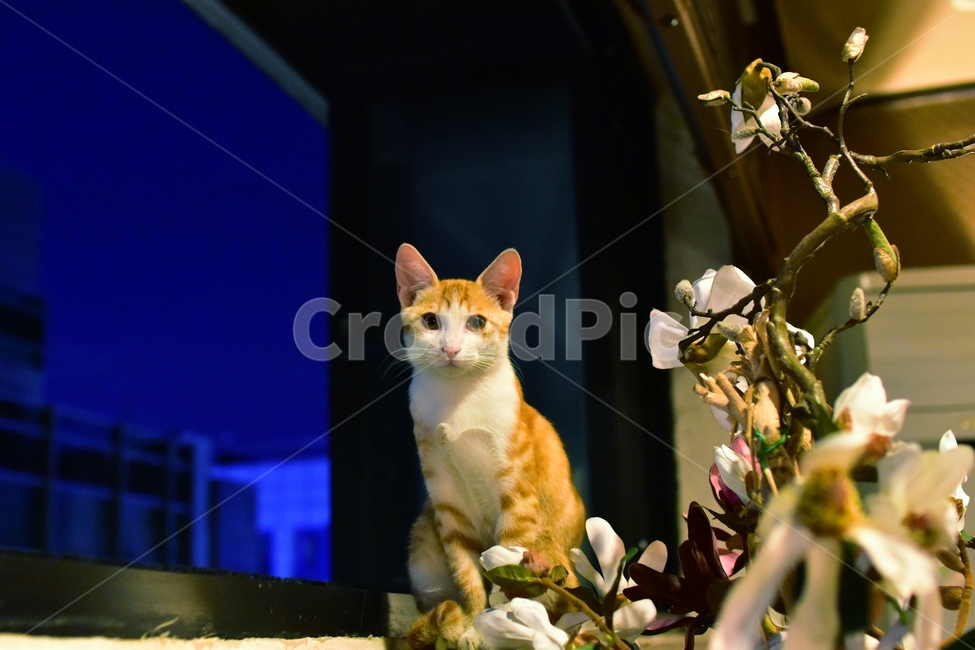 고양이,동물,길,길고양이,야경,꽃,cat,응시,동물,animal,포유류,mammal,고양이,cat,kitten,kitty