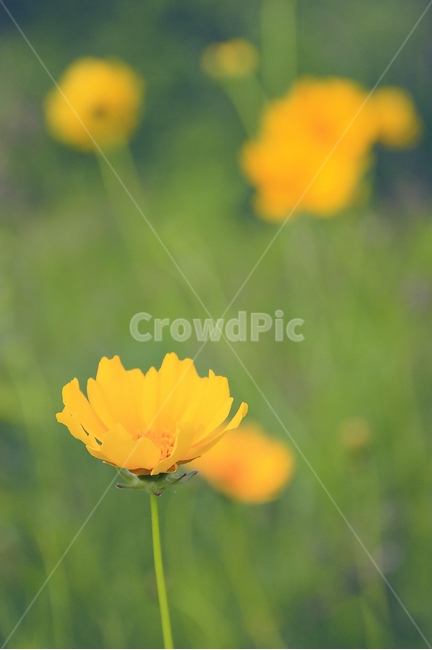 꽃,식물,감성,노란꽃,노랑,자연,flower,yellow,plant,nature,식물,자연,plants,nature,꽃,flower