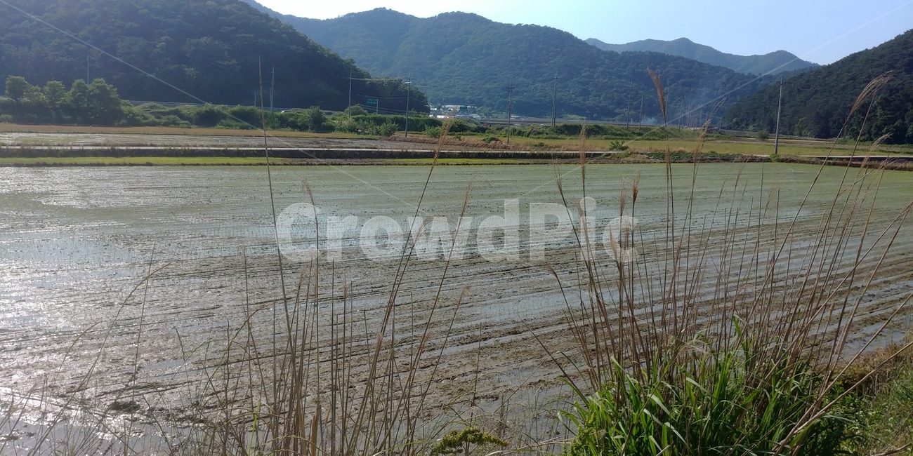 농경지,농사,벼,쌀,시골,농촌,산업,industry,industrial,농업,농사,agriculture,farming,farming industry