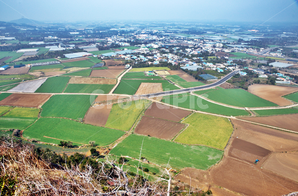 바굼지오름,단산,제주도,서귀포시,오름,바고미오름,농촌,밭,시골,마을,풍경,landscape,country,rural,town
