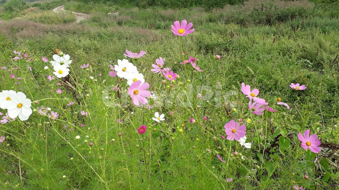 코스모스,plant,식물,blossom,꽃,식물,자연,plants,nature,꽃,flower