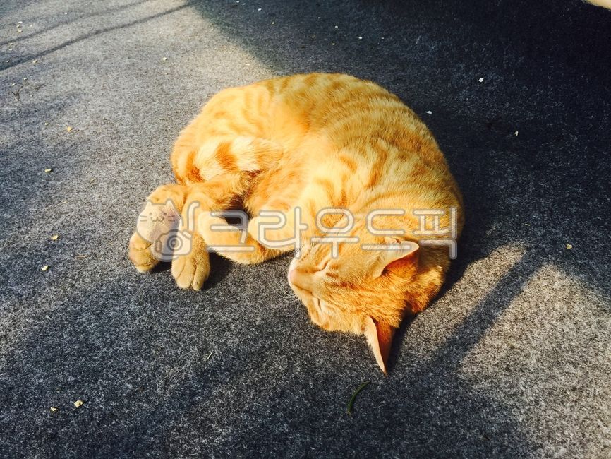 healing,Pets,Cheese cat,comfortable,cat,animal,Emotion,mammalia,pet