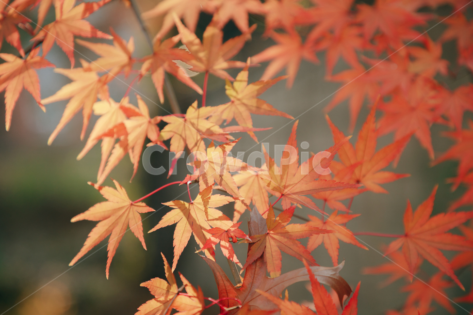 단풍,붉은,빨간,가을,나무,낙옆,잎,나뭇잎,가을,계절,fall,autumn,season,식물,자연,plants,nature,plant,leaf,tree