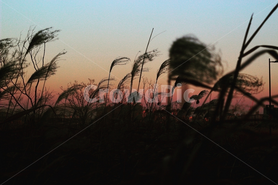 일몰,갈대,바람,한강,하늘,자연,풍경,nature,landscape,식물,plants,감성,sensible,feeling,plant,grass,잔디,lawn,reed