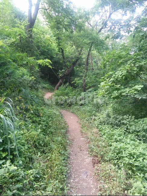 오솔길,산길,숲,자연,나무