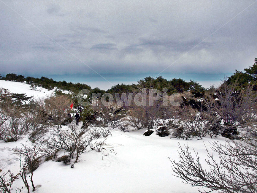 어리목,제주도,한라산,설경,겨울산,눈,등산,설화,겨울,계절,winter,season,자연,풍경,nature,landscape,tree,나무,plant,식물,fir,전나무