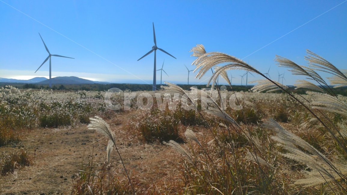 억새,갈대,풍력,들판,옥외,들,제주,식물,plant,가을