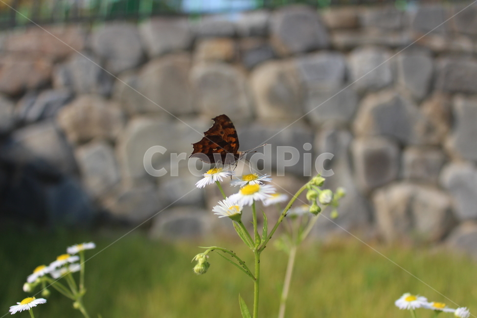 꽃,나비,흰색,flower,butterfly,식물,자연,plants,nature,꽃,flower,곤충,벌레,insect,bug