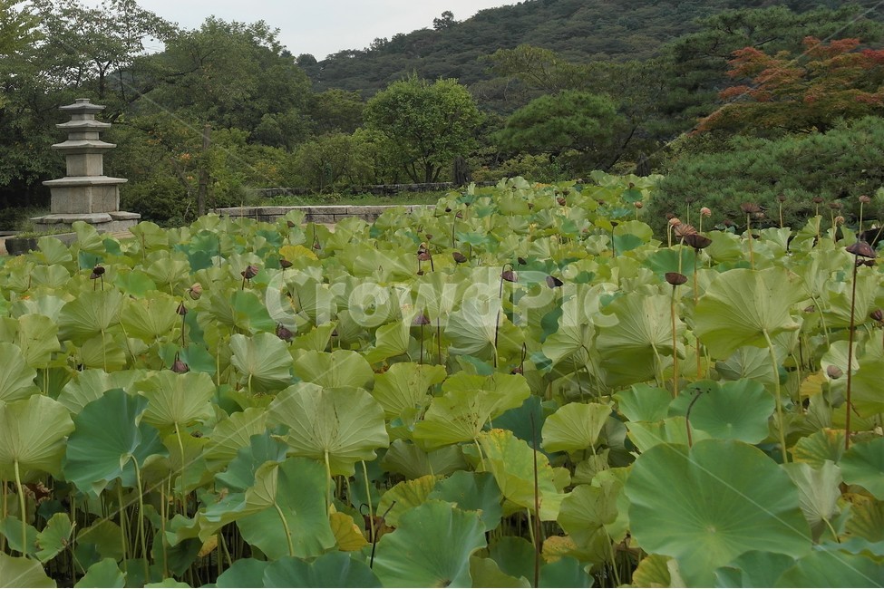 연,연꽃,연잎,식물,늪,자연,연꽃밭,식물,자연,plants,nature