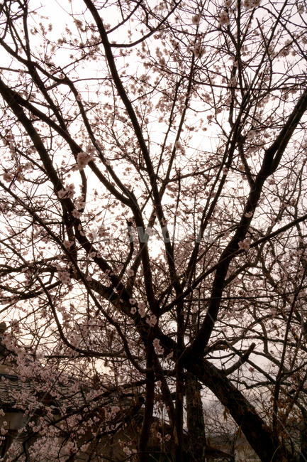매화,매화꽃,봄꽃,봄,나무,계절,매화나무,꽃,풍경,봄,계절,spring,season,식물,자연,plants,nature,꽃,flower,tree,plant,tree trunk,나무 줄기