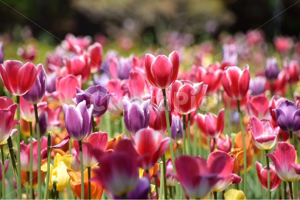 튤립,튤립꽃,튜우립,봄꽃,뿌리꽃,봄,계절,spring,season,식물,자연,plants,nature,꽃,flower,plant,blossom