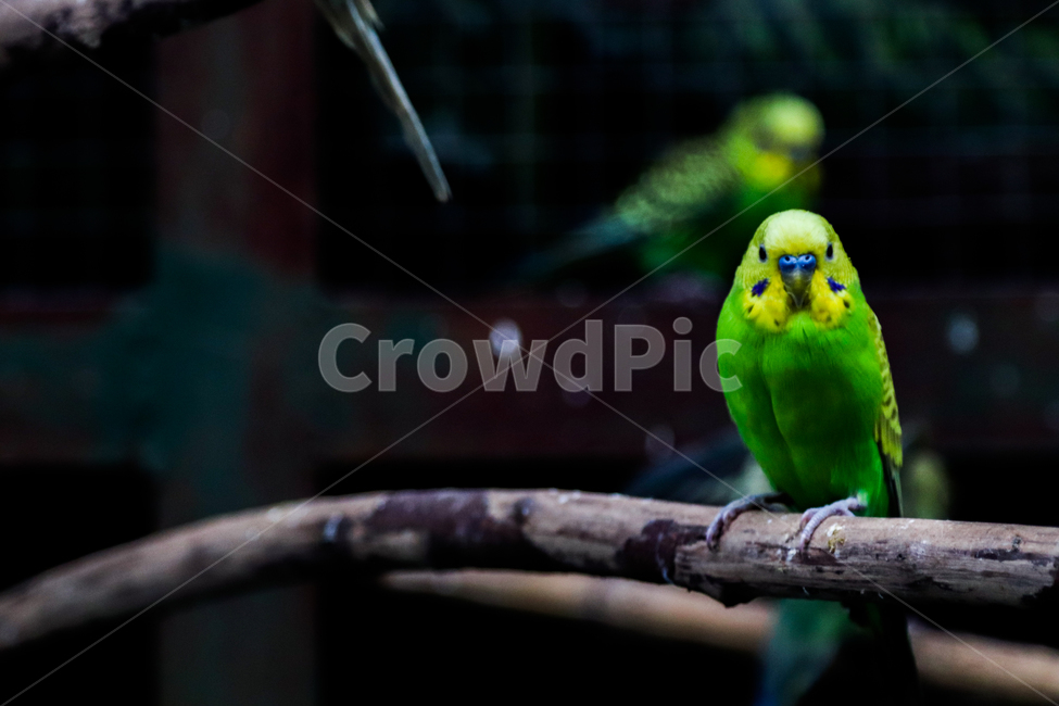 앵무새,사랑앵무,새,나무,야생,동물,animal,조류,새,birds