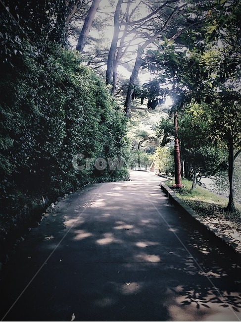 숲길,휴식,풍경,감성,숲,배경,색감,rest,힐링,healing,나무,그림자,forest,맑음,자연,nature,relaxation,산책,feeling,빛,햇빛,한산도,통영,초록,여름,여유,한적함,평화로움,평안한,따듯한,녹색,분위기,계절,summer,season