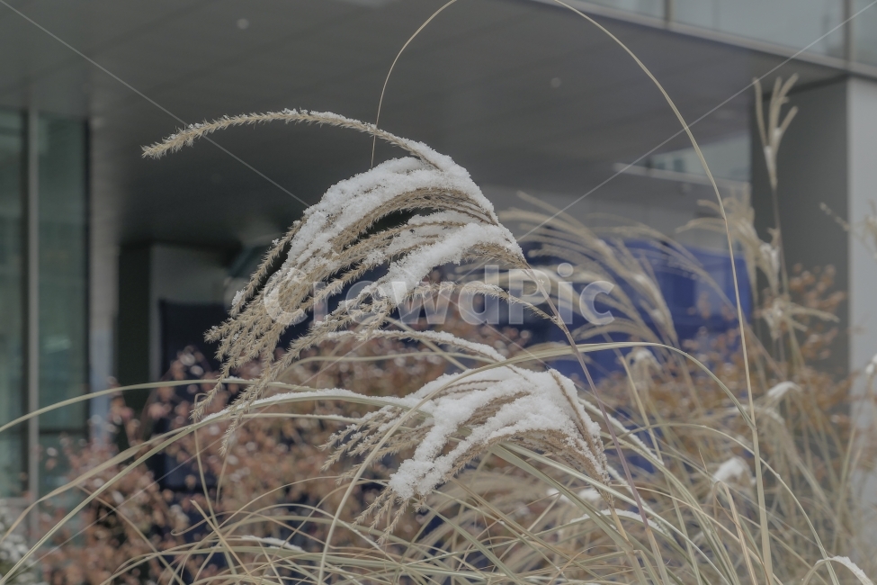 눈,겨울,갈대,눈밭,설경,추움,바람,겨울,계절,winter,season,식물,자연,plants,nature