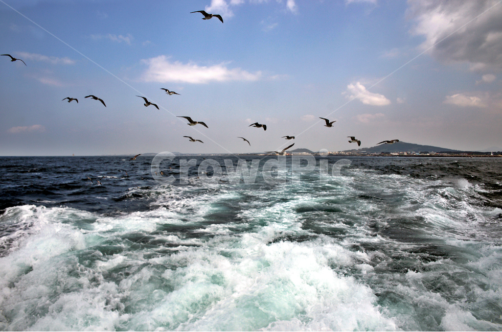 출항,바다,갈매기,제주,항해,서귀포시,동물,animal,조류,새,birds