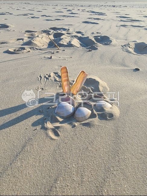 Beach,sandy beach,seashell,send