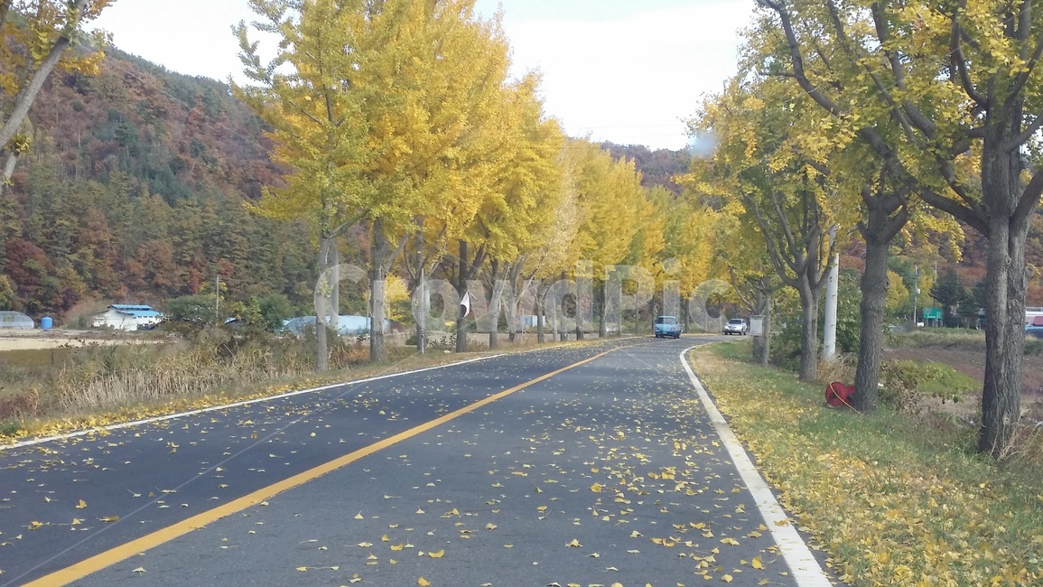 단풍,가을,은행나무,낙옆,풍경