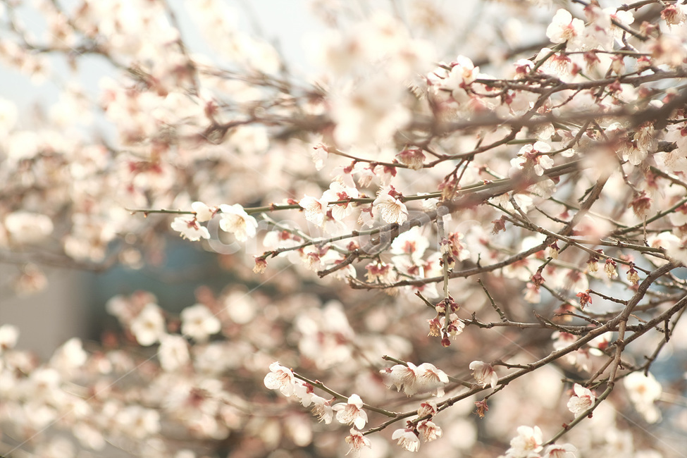 자연,매화,꽃,봄,매화꽃,spring,flower,nature,식물,plant,봄,계절,spring,season,식물,자연,plants,nature,꽃,flower,blossom