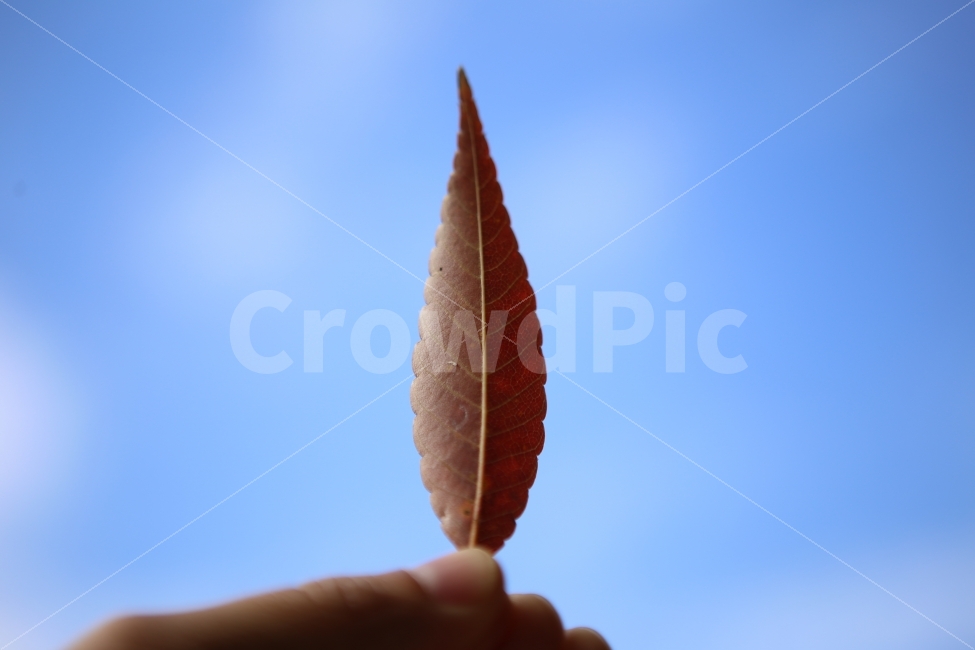나뭇잎,낙엽,가을,하늘,배경,가을,계절,fall,autumn,season,식물,자연,plants,nature,사람,인물,인간,human,person,신체일부,몸,body,감성,sensible,feeling,leaf,잎,plant