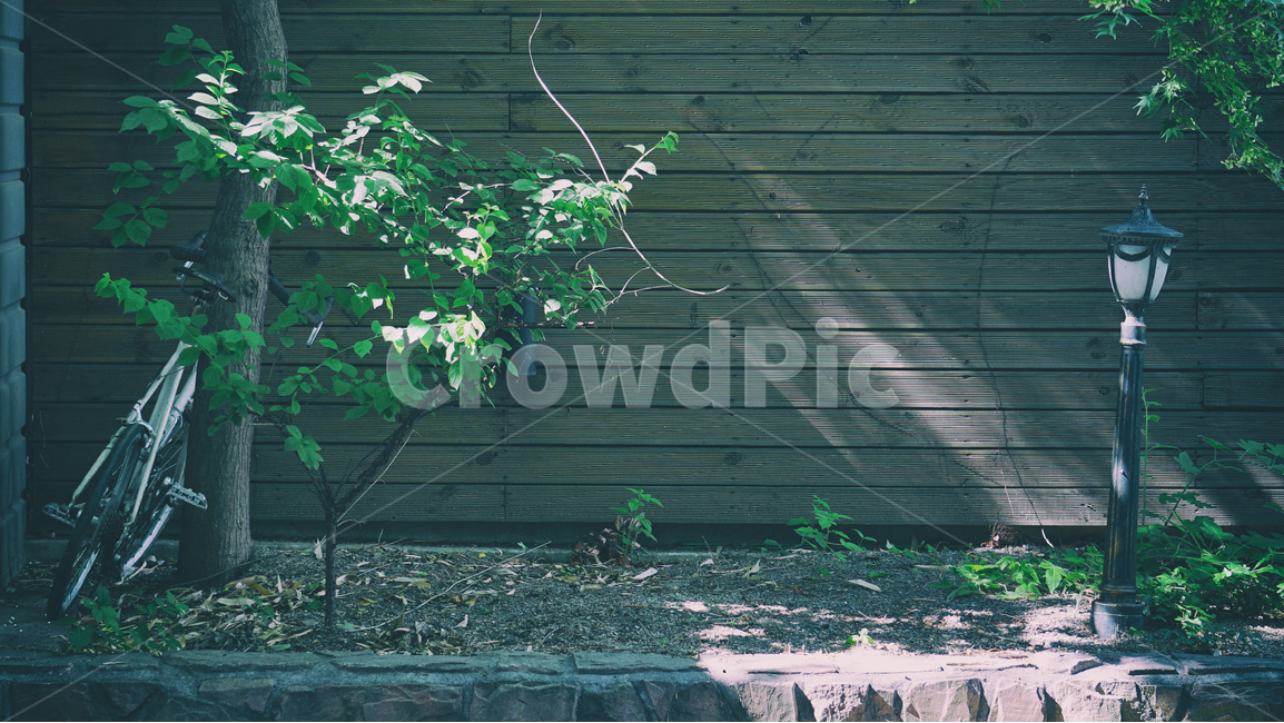 flowerbed,plant,green,wall,wood,bicycle,화단,나무,식물,풍경,필터,클래식,자연,풍경,nature,landscape,감성,sensible,feeling,빈티지사진,빈티지느낌,빈티지감성,vintage,사물,물건,오브젝트,thing,object,matter,home decor,가정 장식