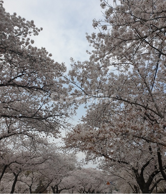벚꽃,봄,3월,자연,나무,핑크,분홍,사랑,향기,꽃향기,꽃,flower,봄,계절,spring,season,식물,자연,plants,nature,꽃,flower,plant