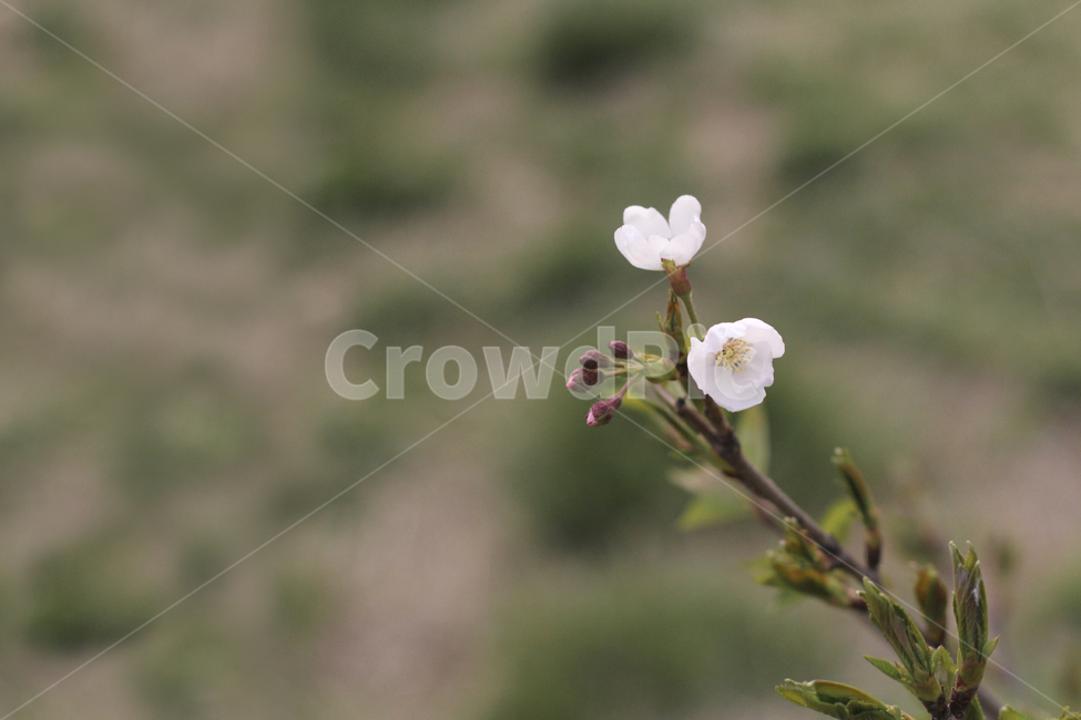 벚꽃,새싹,봄,봄꽃,계절,감성,나무,꽃망울,cherryblossom,flower,spring,tree,plant,식물,blossom