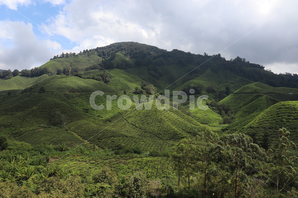 nature,자연,언덕,hill,차밭,차,자연,풍경,nature,landscape,outdoors,옥외