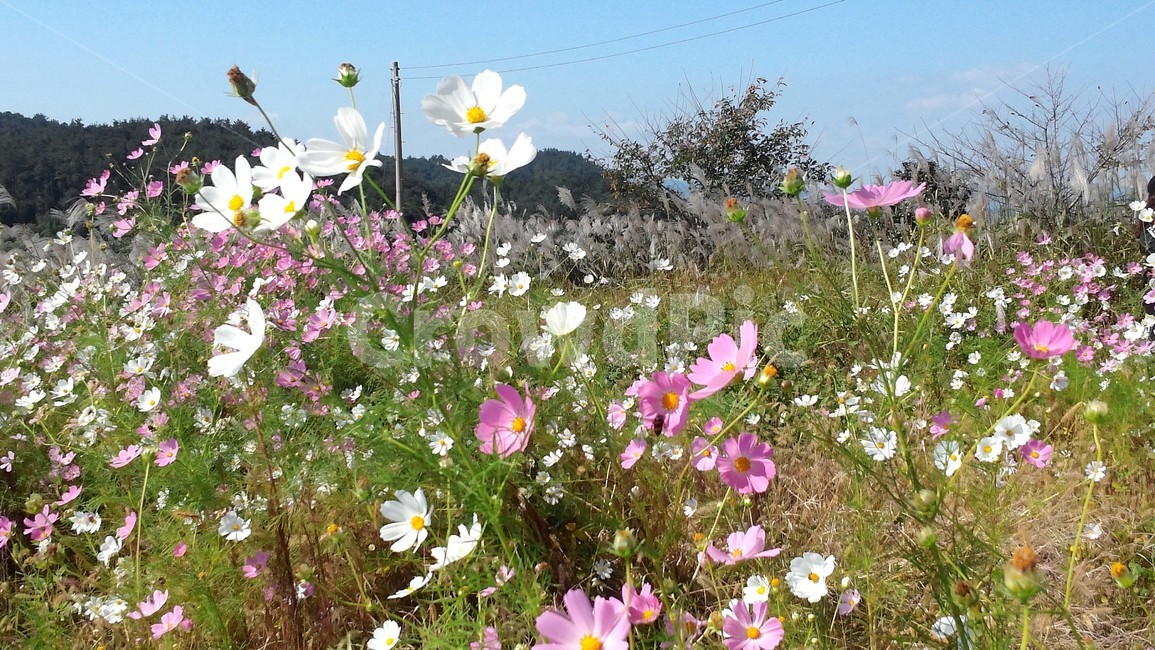 코스모스,자연풍경,코스모스밭,코스모스꽃,꽃